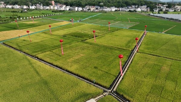 湘东区现代化制种基地，数智赋能让“赣鄱粮仓”更有底气！
