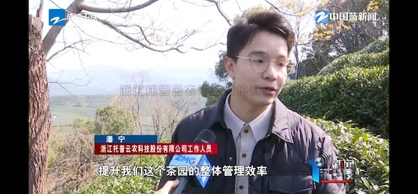 春茶开采正当时！揭秘91视频网址入口如何用科技“制”出一杯数字好茶